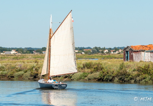 2016-09-03 Remontée de la Seudre- Samedi Arrivée Mornac
